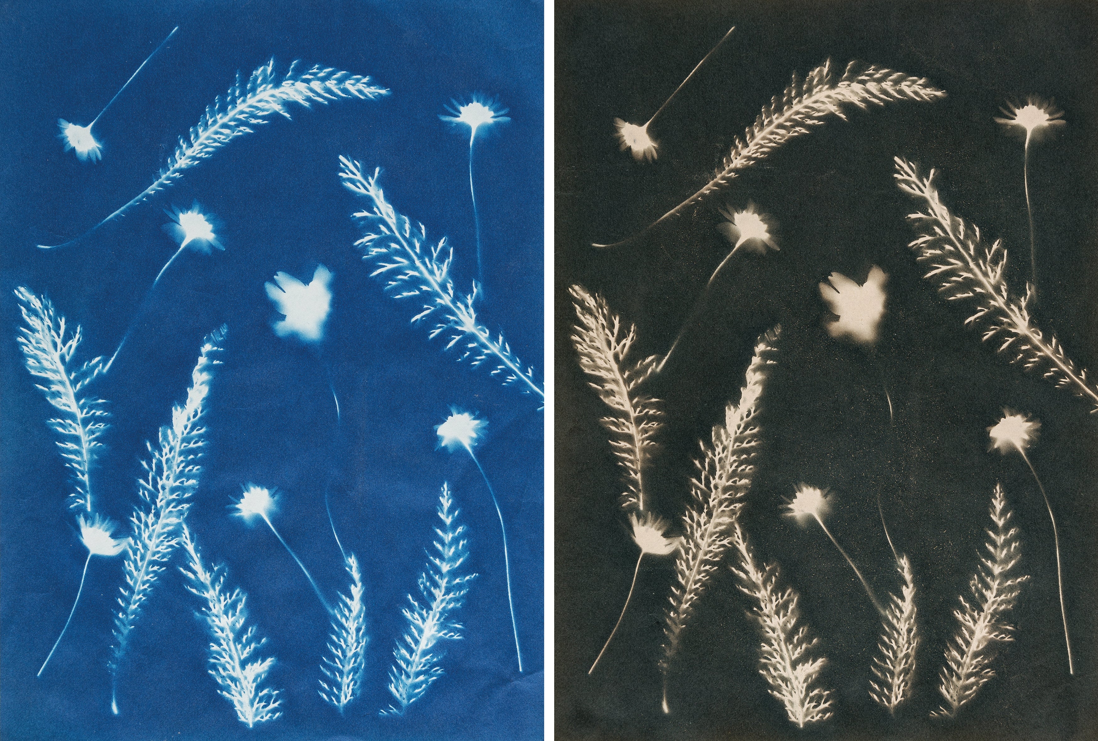 Atelier de laboratoire photo - cyanotype (Marc Stache - NRW)