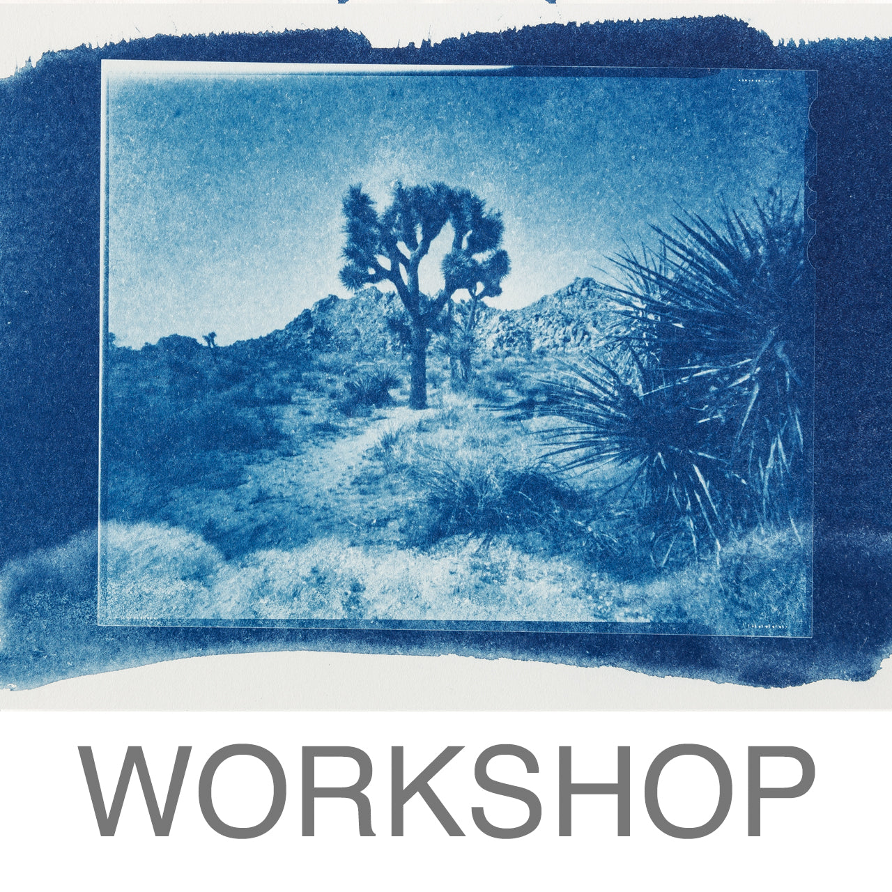 Workshop - Cyanotype (Kalletal NRW)