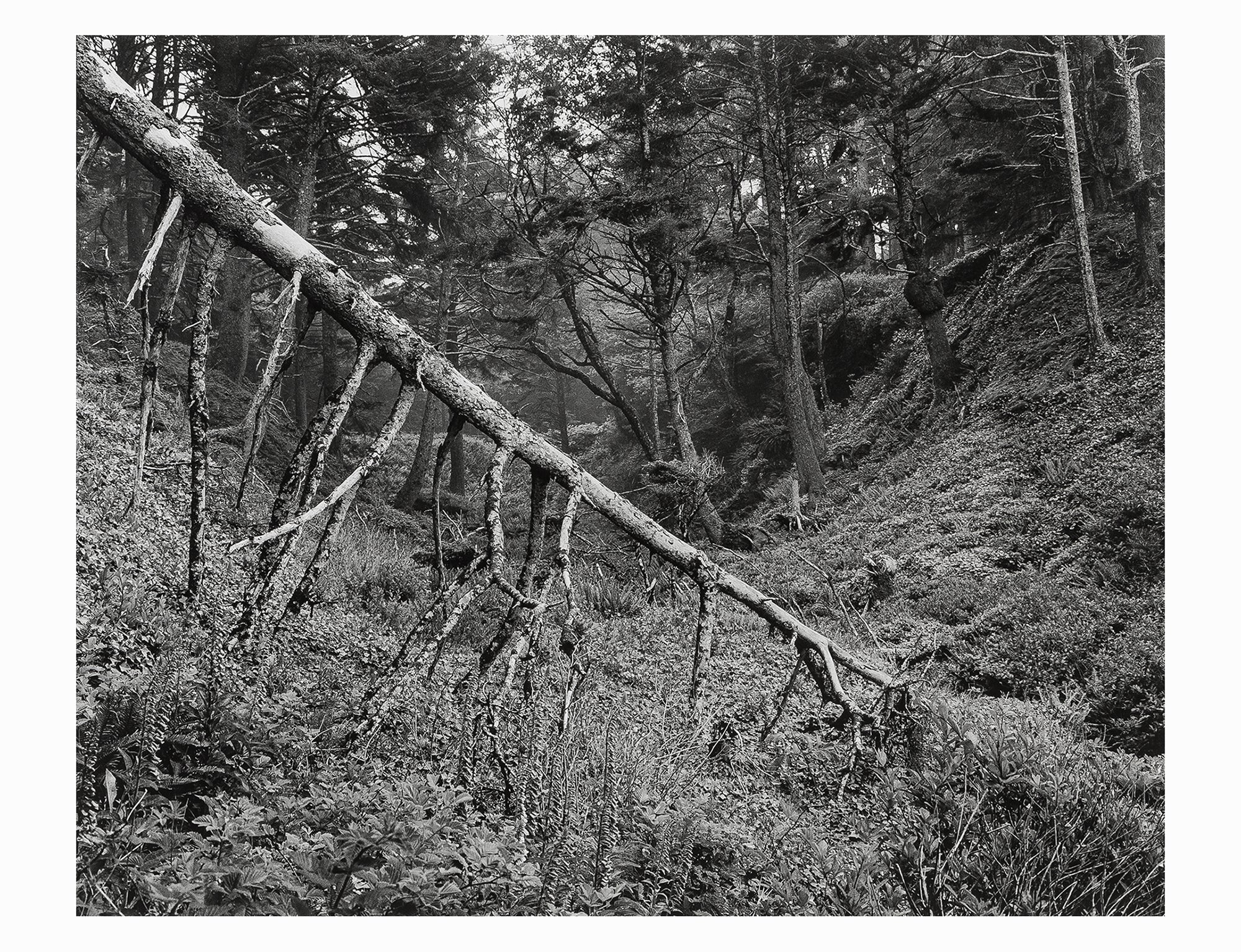 Ilford Multigrade FB Classic 1K (glänzend) Rolle 106,7cm x 30m