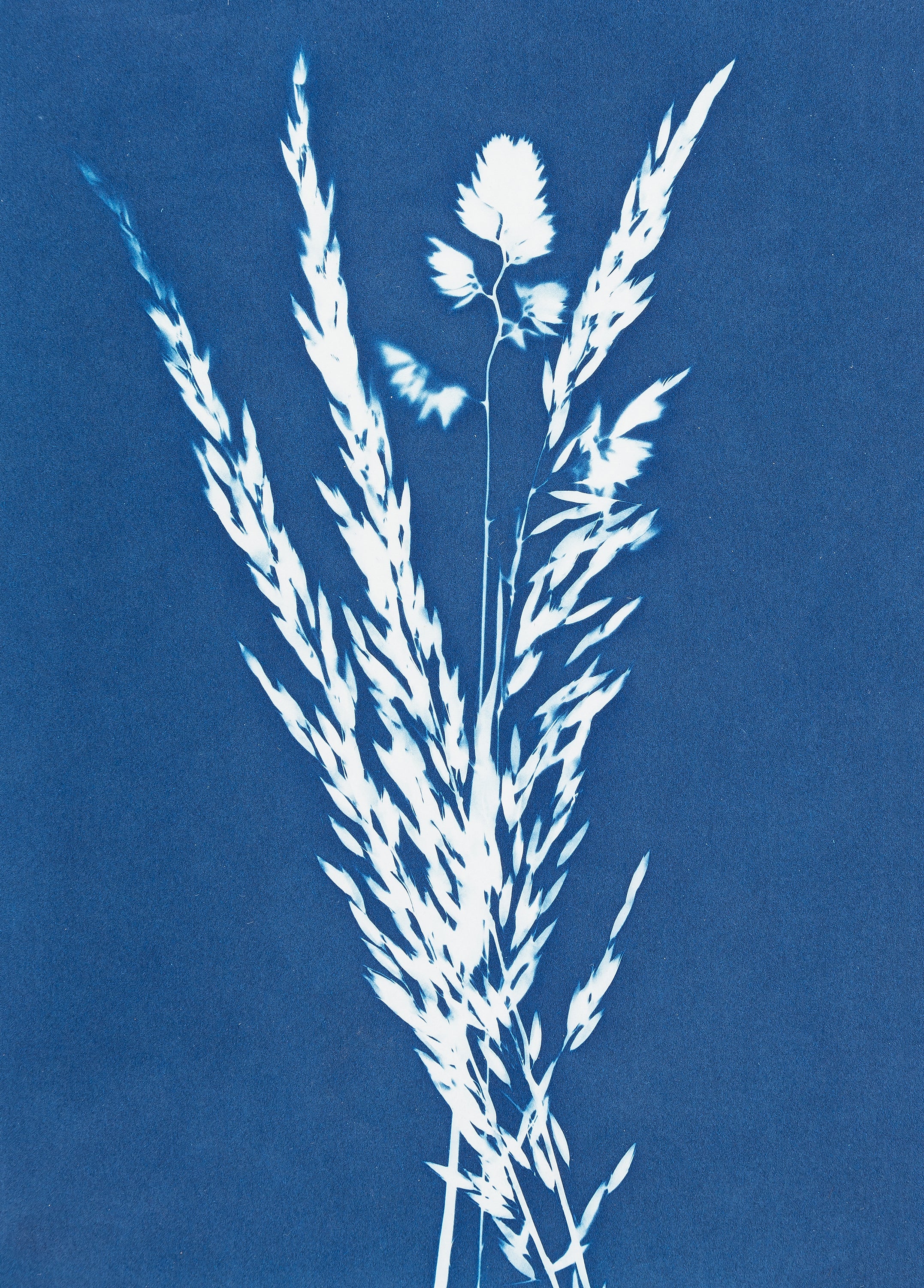 Atelier - Cyanotype (Kalletal NRW)