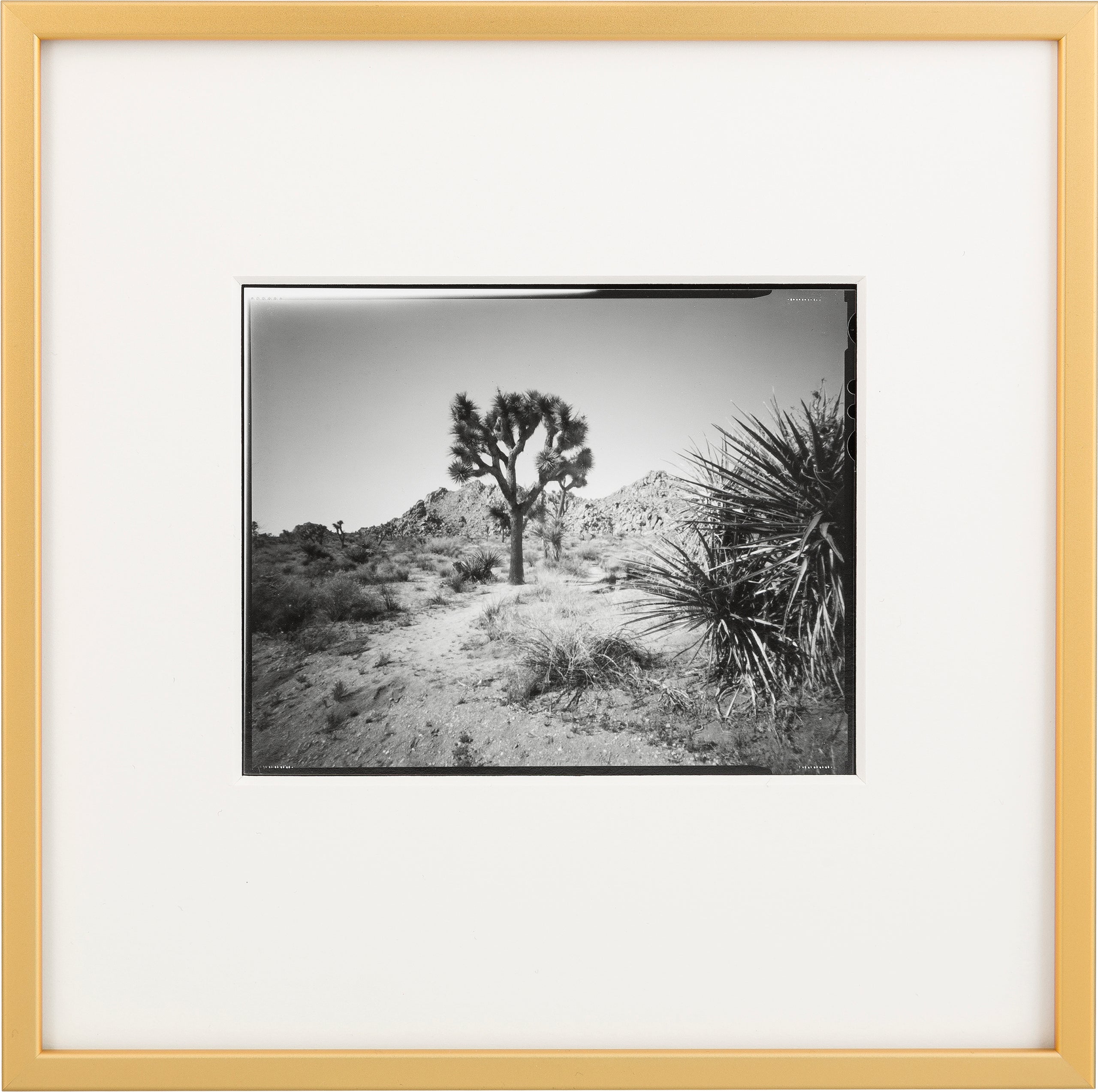 Westcoast Pinholes - Yoshua Tree